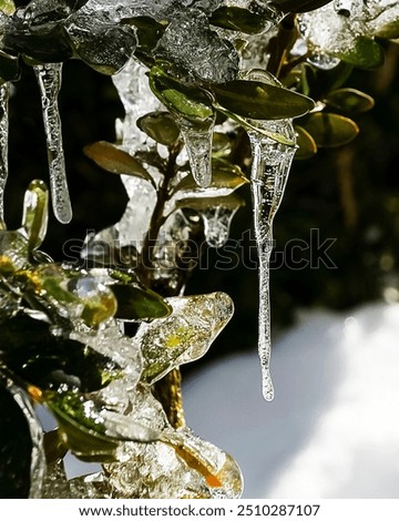 Foto Bild Eiszapfen am Apfelbaum