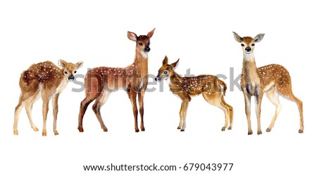 Watercolor Four Fawns Baby Deer.  Wildlife art illustration. Watercolor graphic for fabric, postcard, greeting card, book, poster, tee-shirt. Illustration, isolation objects
