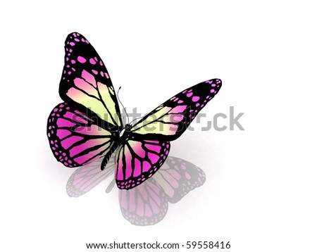 Butterfly  on white background