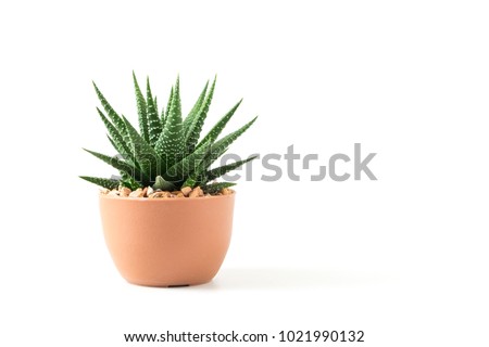 Small plant in pot succulents or cactus isolated on white background by front view Stock foto © 