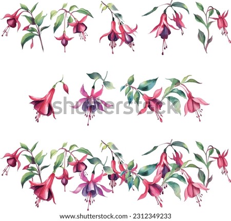 Fuchsia flowers set. Watercolor hand drawn illustration. Isolated on white background.