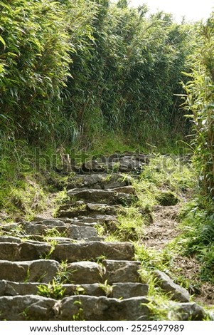 Similar – Image, Stock Photo Path through overgrown stone gate