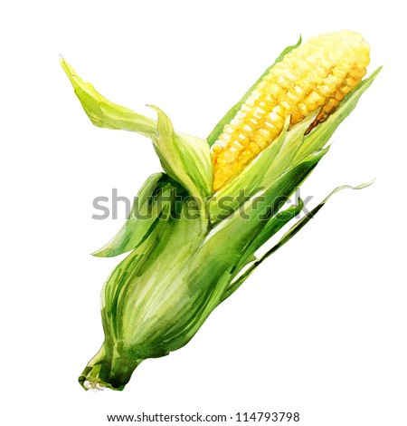 corncob with leaf. watercolor painting on white background