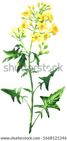 Similar – Image, Stock Photo rape blossom