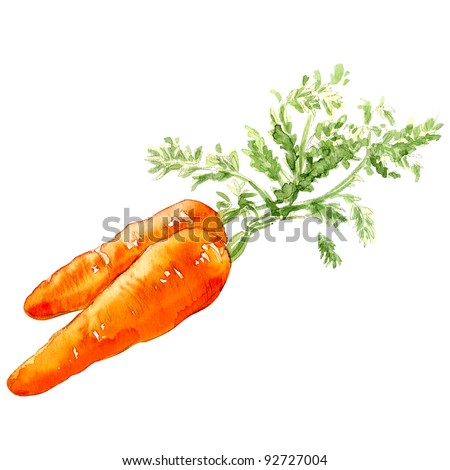 carrot, watercolor painting on white background