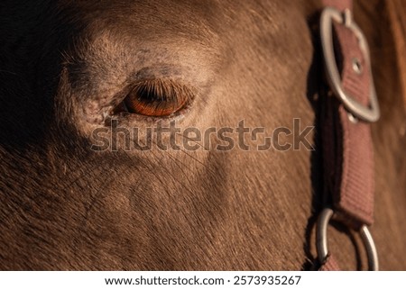 Similar – Image, Stock Photo A brown horse eye looks anxiously into the camera