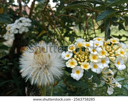 Similar – Foto Bild Blumenstrauß neben Frauenbeinen auf Beifahrerseite im Auto