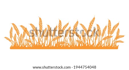 Wheat field. Spikelets of golden wheat, rye, barley on a white background. Vector.