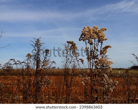 Similar – Image, Stock Photo Spacious field with dry grass and hills behind