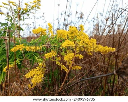 Similar – Image, Stock Photo Spacious field with dry grass and hills behind