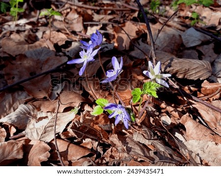 Similar – Image, Stock Photo purple liverwort on the forest floor from the bird’s eye view