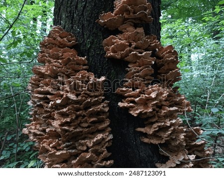 Similar – Image, Stock Photo Mushrooms on a tree trunk