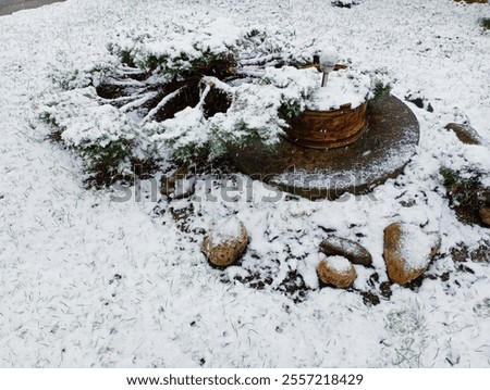 Similar – Image, Stock Photo Flowerbed with bird of paradise flowers