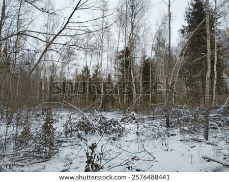 Similar – Foto Bild Nadelbäume Lichtung Waldweg im Herbst Tilt Effekt