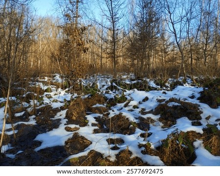 Similar – Image, Stock Photo Remnants of snow on path