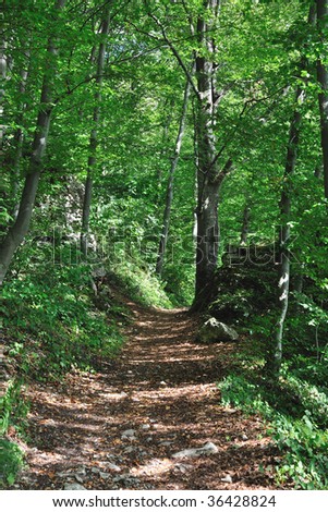 forest path in the summer light