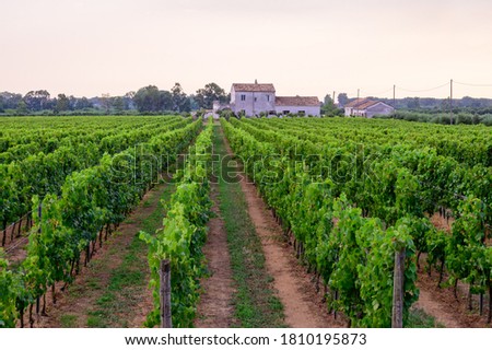 Rows with green grape plants on vineyards in Campania, South of Italy Foto d'archivio © 