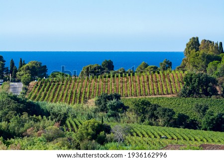 Rows of ripe wine grapes plants on vineyards in Cotes  de Provence with blue sea near Saint-Tropez, region Provence, Saint-Tropez, south of France, rose wine making in France