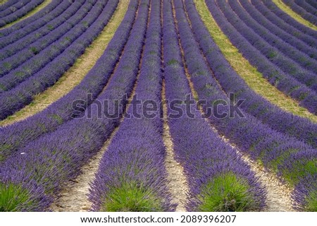 Touristic destination in South of France, colorful aromatic lavender and lavandin fields in blossom in July on plateau Valensole, Provence. Stok fotoğraf © 