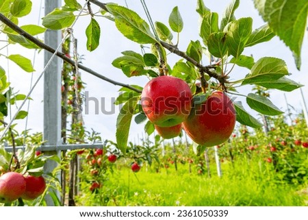 Similar – Image, Stock Photo Apple plantation with a net for protection