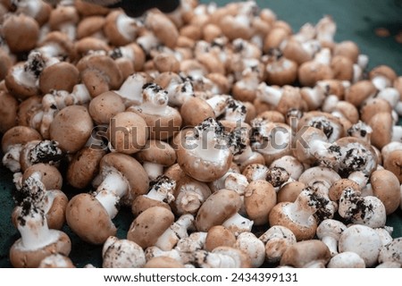 Similar – Image, Stock Photo Fresh Champignon mushrooms on gray table