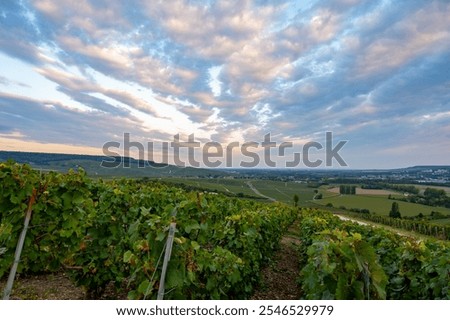 Similar – Image, Stock Photo Even rows of vineyard in valley in fine weather