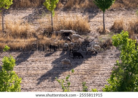 Similar – Image, Stock Photo Panoramic views of Ronda nature and urban landscape