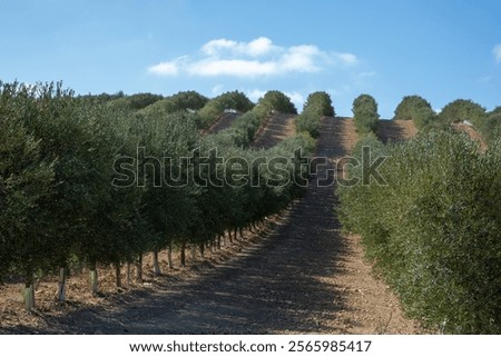 Similar – Foto Bild Oliven auf dem Baum oliv