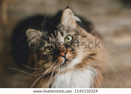 Similar – Image, Stock Photo white tabby cat with ear notch outside in the forest