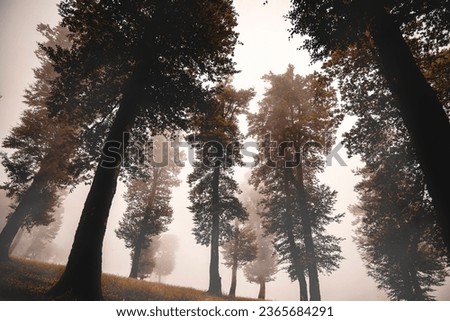 Similar – Image, Stock Photo The fog goes through forest