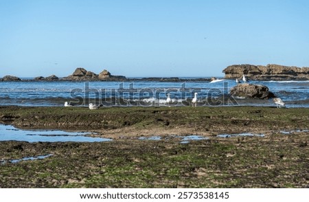 Image, Stock Photo Gulls at low tide in the mudflats