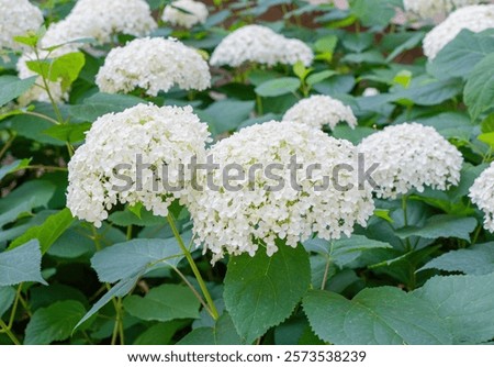 Similar – Foto Bild Blumen Anthesis Blütezeit