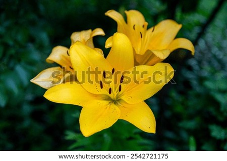 Similar – Image, Stock Photo Orange Lily stamens close up with selective focus