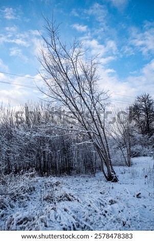 Similar – Image, Stock Photo Bare trees growing on volcanic island during eruption