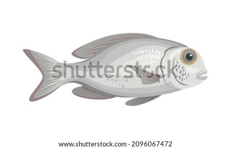 Sea bream fish on white background, seafood. Vector illustration.