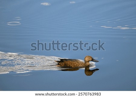 Similar – Image, Stock Photo Calm Rietvlei Dam water at night