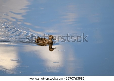 Similar – Image, Stock Photo Calm Rietvlei Dam water at night