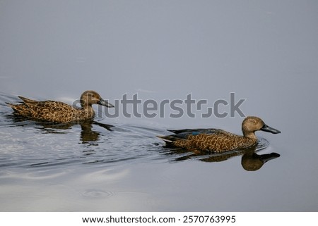 Similar – Image, Stock Photo Calm Rietvlei Dam water at night