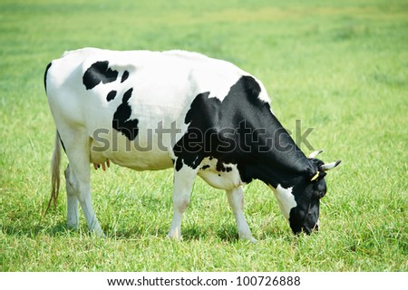 White milch cow with black spots grazing on green grass pasture over blue sky