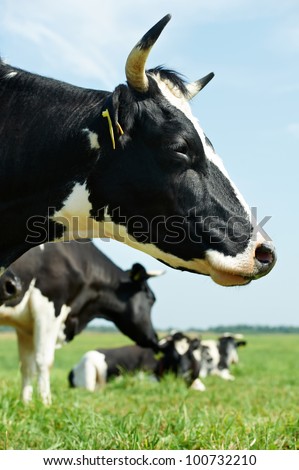 Close-up White milch cow with black spots grazing on green grass pasture over blue sky