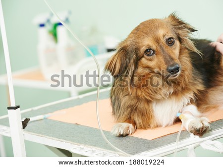 vaccine to the dog in veterinary clinic