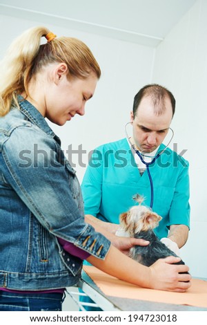 male veterinarian surgeon worker treating examining west highland white terrier dog in veterinary surgery clinic