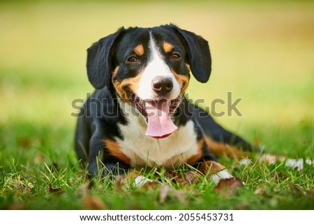 Similar – Image, Stock Photo Appenzeller mountain dog in the hallway