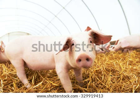 One piglet on hay and straw at pig breeding farm