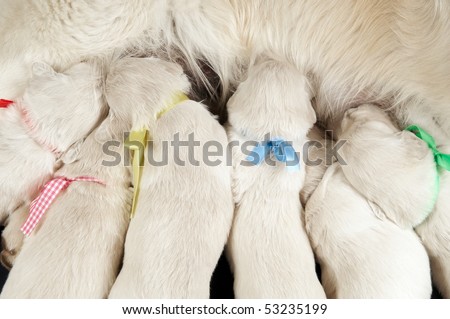 Group Of Newborn Golden Retriever Puppy Sucking Milk From Bitch Stock Images Page Everypixel