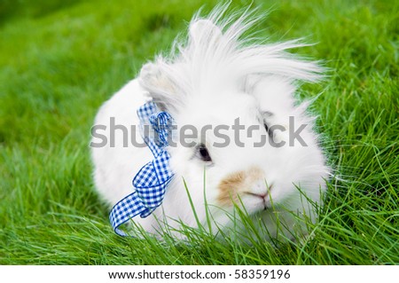 White pretty show rabbit buck on green summer grass