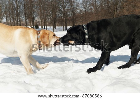 two labrador retriever dog playing with stick at snowy winter