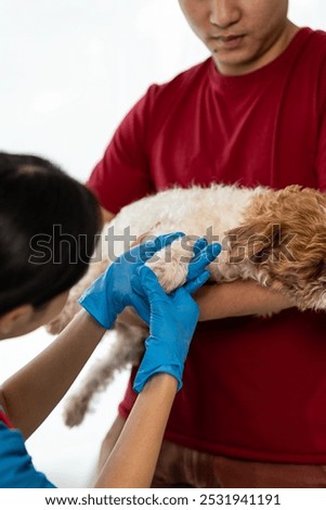 Similar – Image, Stock Photo Female veterinarian doctor uses ear drops to treat a cat