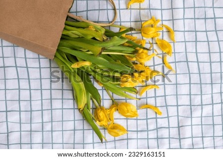 Similar – Foto Bild Alte verwelkte gelbe Tulpe auf dunklem Hintergrund