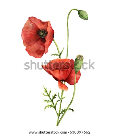 Similar – Image, Stock Photo poppy flower Capsule Poppy